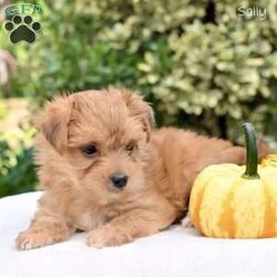 Sally/Morkie / Yorktese									Puppy/Female	/8 Weeks,Our precious Morkie puppies are ready to find their loving forever homes! These adorable little companions are a wonderful mix between a Yorkshire Terrier (mom) and a Maltese (dad), bringing together the best traits of both breeds. With their soft, fluffy coats, bright eyes, and playful personalities, Morkies are known for being affectionate, intelligent, and loyal.