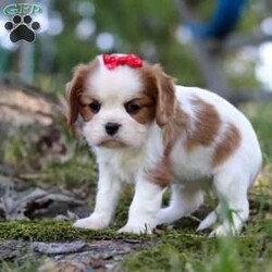 Chloe/Cavalier King Charles Spaniel									Puppy/Female	/6 Weeks,Say hello to Chloe! This gorgeous AKC-registered Cavalier King Charles Spaniel is as sweet as they come. With her silky coat, big soulful eyes, and gentle personality, Chloe has a natural charm that melts hearts everywhere she goes. Whether she’s snuggled in your arms, happily wagging her tail at your side, or exploring with her curious little nose, Chloe is sure to fill your days with love and joy.