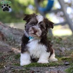 Max/Havanese									Puppy/Male	/14 Weeks,Introducing Max, the most adorable AKC Havanese boy! With his sweet expression and a personality that shines, he will always be ready to brighten your day. Whether he’s trotting by your side, chasing after his favorite toy, or curling up in your lap for a nap, he will bring joy to every moment. This sweet boy will quickly become your shadow, following you wherever you go and showering you with affection. Havanese are known for their gentle, playful nature and he is a beautiful example of everything we love about the breed!