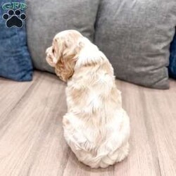 Chase/Cocker Spaniel									Puppy/Male	/7 Weeks,Meet Chase! This sweet and adorable Cocker Spaniel is looking for a forever family!