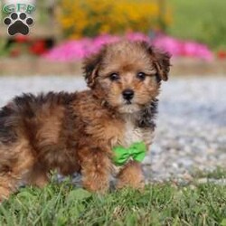 Kit/Yorkie Poo									Puppy/Male	/11 Weeks,Hi there! My name is Kit, and I’m a sweet little Yorkiepoo with a big personality tucked inside my tiny frame. I love bouncing around with my happy paws, chasing squeaky toys, and curling up in the coziest spots for naps. My soft, fluffy coat makes me extra snuggly, and I never say no to a good cuddle. I’m curious about everything, always ready to explore, but my favorite place is still right by my people. I can’t wait to find my forever family to share all my love, kisses, and playful energy with!