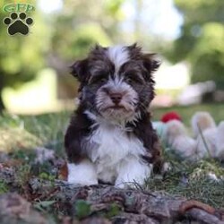 Max/Havanese									Puppy/Male	/14 Weeks,Introducing Max, the most adorable AKC Havanese boy! With his sweet expression and a personality that shines, he will always be ready to brighten your day. Whether he’s trotting by your side, chasing after his favorite toy, or curling up in your lap for a nap, he will bring joy to every moment. This sweet boy will quickly become your shadow, following you wherever you go and showering you with affection. Havanese are known for their gentle, playful nature and he is a beautiful example of everything we love about the breed!