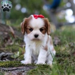 Chloe/Cavalier King Charles Spaniel									Puppy/Female	/6 Weeks,Say hello to Chloe! This gorgeous AKC-registered Cavalier King Charles Spaniel is as sweet as they come. With her silky coat, big soulful eyes, and gentle personality, Chloe has a natural charm that melts hearts everywhere she goes. Whether she’s snuggled in your arms, happily wagging her tail at your side, or exploring with her curious little nose, Chloe is sure to fill your days with love and joy.