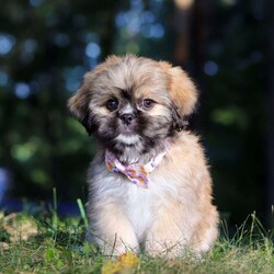 Janise/Lhasa Apso									Puppy/Female	/11 Weeks,Say hello to Janise! Our sweet little ACA Lhasa Apso with the most darling face you’ve ever seen! Just look at those eyes—who could ever say no to them? Her fluffy coat makes her even more huggable, and her curious, playful personality shines through in everything she does. She is such a happy girl—always bouncing around with her tail wagging, spreading joy wherever she goes. She’s been raised with lots of love and care, and now she’s ready to bring that same love into her forever family’s home.