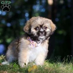 Janise/Lhasa Apso									Puppy/Female	/11 Weeks,Say hello to Janise! Our sweet little ACA Lhasa Apso with the most darling face you’ve ever seen! Just look at those eyes—who could ever say no to them? Her fluffy coat makes her even more huggable, and her curious, playful personality shines through in everything she does. She is such a happy girl—always bouncing around with her tail wagging, spreading joy wherever she goes. She’s been raised with lots of love and care, and now she’s ready to bring that same love into her forever family’s home.