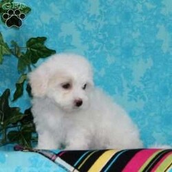 Jeff/Maltipoo									Puppy/Male	/10 Weeks,An awesome smaller type breed. Mom, our toy poodle weighs in at 10 lbs. She is so sweet and loving, and very calm for a poodle. Nate, our maltese daddy, weighs in a 8 lbs. He is a charmer, always happy, and ready for play. These little maltipoos will make great companions — they are well socialized…just waiting to bring you lots of love! They are up to date on their vaccinations and dewormings and have been vet checked. Feel free to call with questions, or to set up a time to come visit them. Thanks, 