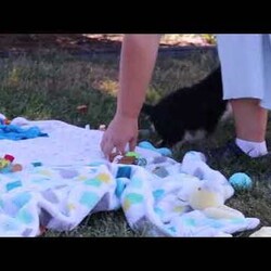 Paisley/Miniature Schnauzer									Puppy/Female	/8 Weeks,Meet Paisley—a darling AKC Miniature Schnauzer with an adorable, whiskered face! This little one is bursting with curiosity and affection, making her an excellent family pet and an eager adventure buddy. Schnauzers are well known for their playful and spirited nature, but they also make excellent watchdogs. Alert and attentive, they have a keen sense of awareness and won’t hesitate to let you know if something seems amiss. Whether she’s playing, exploring, or cuddling up for a nap, she is sure to brighten any of your ordinary days!