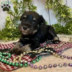 Tucker/Miniature Schnauzer									Puppy/Male	/July 18th, 2025,Meet Tucker a calm, sweet little Miniature Schnauzer , He is ACA Reg.  Microchipped, vet checked and shots are up to date. Miniature Schnauzers are a loyal ,family dog,  love attention and being by your side.   We have been raising family pets for  over 36 years.  Erla Martin License # 18226