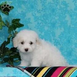 Jeff/Maltipoo									Puppy/Male	/10 Weeks,An awesome smaller type breed. Mom, our toy poodle weighs in at 10 lbs. She is so sweet and loving, and very calm for a poodle. Nate, our maltese daddy, weighs in a 8 lbs. He is a charmer, always happy, and ready for play. These little maltipoos will make great companions — they are well socialized…just waiting to bring you lots of love! They are up to date on their vaccinations and dewormings and have been vet checked. Feel free to call with questions, or to set up a time to come visit them. Thanks, 