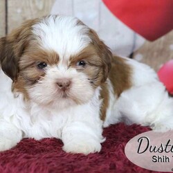 Dustin/Shih Tzu									Puppy/Male	/8 Weeks,Dustin is a red and white male Shih Tzu, a well socialized and happy puppy. He likes to play in the yard with his littermates. This litter of pups enjoy time with our family, including our children, following them and us around. He’s a sweet thing and ready to find his forever home.