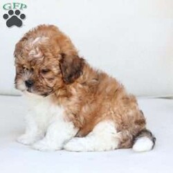 Cooper/Shih-Poo									Puppy/Male	/July 13th, 2025,Cooper is 1 of 4 in his litter , with an approximate adult weight of 12 to 14lbs . 