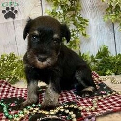 Tucker/Miniature Schnauzer									Puppy/Male	/July 18th, 2025,Meet Tucker a calm, sweet little Miniature Schnauzer , He is ACA Reg.  Microchipped, vet checked and shots are up to date. Miniature Schnauzers are a loyal ,family dog,  love attention and being by your side.   We have been raising family pets for  over 36 years.  Erla Martin License # 18226