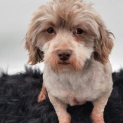 Asher/Havapoo									Puppy/Male	/5 Weeks,Meet Asher, the most adorable Havapoo boy! With his sweet expression and a personality that shines, he will always be ready to brighten your day. Whether he’s trotting by your side, chasing after his favorite toy, or curling up in your lap for a nap, she will bring joy to every moment. This sweet boy will quickly become your shadow, following you wherever you go and showering you with affection. Havanese are adored for their gentle and playful nature, while Poodles are known for being intelligent and outgoing. Together they make the Havapoo—a delightful blend of intelligence, energy, and affection that’s sure to brighten any home!