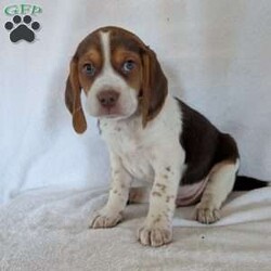 Cash/Beagle									Puppy/Male	/6 Weeks,Hi meet our sweet little guy he is full of cheer and kisses and will wag his way right into your heart he loves his bath that he gets often, will be a great companion, he is microchipped up to date on vaccines and dewormer and will be vet checked at 7weeks old.if your interested in my puppies you can call or text me anytime and I will tell you All about them.if your living at a distance that’s no problem we have transportation available, I will send a small bag of food along so you can transition him slowly I accept a non-refundable deposit through PayPal to hold him for you till he is ready for his new home.Thanks for your interest!!!