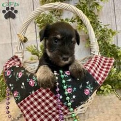 Tucker/Miniature Schnauzer									Puppy/Male	/July 18th, 2025,Meet Tucker a calm, sweet little Miniature Schnauzer , He is ACA Reg.  Microchipped, vet checked and shots are up to date. Miniature Schnauzers are a loyal ,family dog,  love attention and being by your side.   We have been raising family pets for  over 36 years.  Erla Martin License # 18226