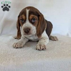 Cash/Beagle									Puppy/Male	/6 Weeks,Hi meet our sweet little guy he is full of cheer and kisses and will wag his way right into your heart he loves his bath that he gets often, will be a great companion, he is microchipped up to date on vaccines and dewormer and will be vet checked at 7weeks old.if your interested in my puppies you can call or text me anytime and I will tell you All about them.if your living at a distance that’s no problem we have transportation available, I will send a small bag of food along so you can transition him slowly I accept a non-refundable deposit through PayPal to hold him for you till he is ready for his new home.Thanks for your interest!!!