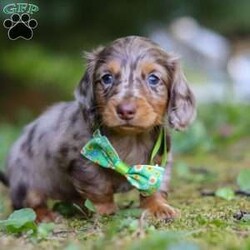 Buddy/Dachshund									Puppy/Male	/7 Weeks,Hi, I’m excited to introduce you to Buddy—an absolutely adorable Miniature Dachshund boy with a silky-smooth coat, floppy ears, and those big, soulful eyes that melt your heart the moment you meet him. He’s the perfect combination of playful energy and affectionate snuggles. Whether he’s proudly trotting at your side, chasing after his favorite toy, or curling up in your lap for a cozy nap, he brings joy to every moment.