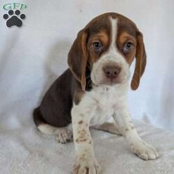 Cash/Beagle									Puppy/Male	/6 Weeks,Hi meet our sweet little guy he is full of cheer and kisses and will wag his way right into your heart he loves his bath that he gets often, will be a great companion, he is microchipped up to date on vaccines and dewormer and will be vet checked at 7weeks old.if your interested in my puppies you can call or text me anytime and I will tell you All about them.if your living at a distance that’s no problem we have transportation available, I will send a small bag of food along so you can transition him slowly I accept a non-refundable deposit through PayPal to hold him for you till he is ready for his new home.Thanks for your interest!!!