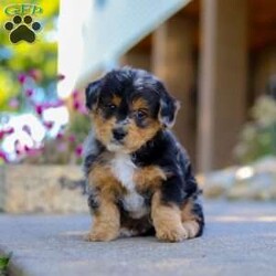 Bam Bam/Yorkie Poo									Puppy/Male	/7 Weeks,Say hello to Bam Bam — an absolutely adorable Yorkie-Poo puppy with a heart full of happiness and a playful spark in his eye! From his ever-wagging tail to his sweet, snuggly personality, Bam Bam knows how to make every moment feel special. Whether he’s bouncing around during playtime or cuddling up for a nap, he brings joy, laughter, and love wherever he goes.