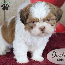 Dustin/Shih Tzu									Puppy/Male	/8 Weeks,Dustin is a red and white male Shih Tzu, a well socialized and happy puppy. He likes to play in the yard with his littermates. This litter of pups enjoy time with our family, including our children, following them and us around. He’s a sweet thing and ready to find his forever home.