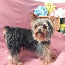 Spooky/Yorkie									Puppy/Male	/8 Weeks,Meet your new BFF, Spooky! This adorable Yorkie puppy is vet checked & up to date on shots & wormer. He is registered, plus comes with a health guarantee provided by the breeder! Spooky is well socialized & currently being family raised with children, making him a perfect addition to your family home!