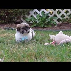 Jaden/Shih Tzu									Puppy/Male	/8 Weeks,Meet Jaden, our sweet ACA registered Shih Tzu puppy! With his soft coat, bright eyes, and gentle personality, he’s sure to capture your heart the moment you meet him. This pup comes from wonderful parents—his dad, Buddy, weighs 13 lbs, and his mom, Lucy, is a petite 9 lbs—giving him the perfect balance of charm and size.