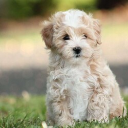 Daxter/Maltipoo									Puppy/Male	/9 Weeks,To contact the breeder about this puppy, click on the “View Breeder Info” tab above.