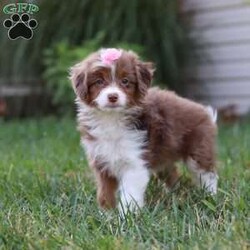 Emmy/Mini Aussiedoodle									Puppy/Female	/8 Weeks,Meet Emmy, a darling Mini Aussiedoodle with the sweetest personality and the softest, curly coat. With her bright, expressive eyes and playful spirit, she has a special way of bringing joy to every moment. She loves bouncing around, exploring, and playing with her favorite toys, but she’s just as happy to curl up for snuggles when it’s time to relax. Friendly, smart, and full of charm, she is the kind of puppy who will quickly capture your heart.