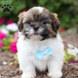 Jaden/Shih Tzu									Puppy/Male	/8 Weeks,Meet Jaden, our sweet ACA registered Shih Tzu puppy! With his soft coat, bright eyes, and gentle personality, he’s sure to capture your heart the moment you meet him. This pup comes from wonderful parents—his dad, Buddy, weighs 13 lbs, and his mom, Lucy, is a petite 9 lbs—giving him the perfect balance of charm and size.