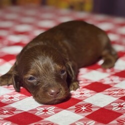 Adopt a dog:Saturn/PuppySpot/Male/5 weeks,Hi, I'm Saturn! I'm a 5-week-old male Dachshund with a beautiful chocolate & tan coat, born on August 19, which makes me a Leo sign. I'll be ready to go home to my forever family after October 14, once I'm grown enough to leave my litter. I'm ICA registered. I'm all set to bring my cheerful energy into your home.