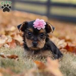 Penny/Yorkie									Puppy/Female	/8 Weeks,Meet Penny, an absolutely precious little AKC Yorkie girl with a heart full of sweetness and charm! With her bright, twinkling eyes, tiny frame, and silky soft coat, she’s as adorable as can be. She loves prancing around with playful energy, chasing after toys, and showing off her spunky personality. But when she’s all tuckered out, her favorite place to be is snuggled up close, soaking in all the cuddles she can get. Full of love, joy, and sparkle, She is the kind of puppy who will instantly steal your heart.