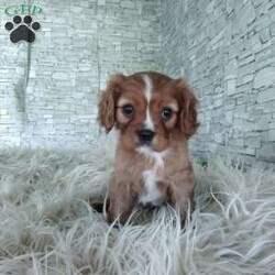 AJ/Cavalier King Charles Spaniel									Puppy/Male	/7 Weeks,Look at me! A healthy happy friendly playful puppy who loves to give puppy kisses! Born and raised in the rolling hills of Holmes county .come meet me or I can be transported to your front door for a small additional fee.text or call for more info.