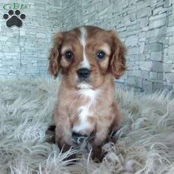 AJ/Cavalier King Charles Spaniel									Puppy/Male	/7 Weeks,Look at me! A healthy happy friendly playful puppy who loves to give puppy kisses! Born and raised in the rolling hills of Holmes county .come meet me or I can be transported to your front door for a small additional fee.text or call for more info.