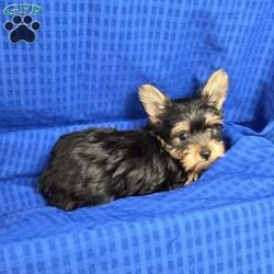 Sonny- tiny/Yorkie									Puppy/Male	/9 Weeks,Sonny is a very sweet and well socialized puppy, he loves to play with children. He is smaller than his brother,  but very lively  and friendly.  His parents  are approximately  4 to 5 #, therefore Sonny will possibly be  on the smaller  side as an adult . Please contact us to make sweet Sonny your very own puppy!