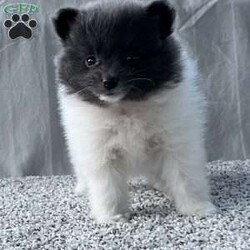 Gabby/Pomeranian									Puppy/Female	/9 Weeks,CUTENESS ALERT!! Gabby is an absolute sweetheart from playing with a toy to snuggles on the couch she will be sure to not disappoint! She is raised in a clean environment and is well socialized with adults and children as well as various other animals. She is vet checked to ensure good health as well as she’s had her vaccines and deworming up to the age appropriate. We also offer a health guarantee. Feel free to call or text with any questions and I will be happy to answer:) all Sunday inquiries will be returned Monday. We also offer delivery services 
