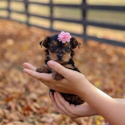 Penny/Yorkie									Puppy/Female	/8 Weeks,Meet Penny, an absolutely precious little AKC Yorkie girl with a heart full of sweetness and charm! With her bright, twinkling eyes, tiny frame, and silky soft coat, she’s as adorable as can be. She loves prancing around with playful energy, chasing after toys, and showing off her spunky personality. But when she’s all tuckered out, her favorite place to be is snuggled up close, soaking in all the cuddles she can get. Full of love, joy, and sparkle, She is the kind of puppy who will instantly steal your heart.