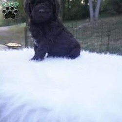 Ollie/Aussiedoodle									Puppy/Male	/10 Weeks,this beautiful Chocolate Ausiedoodle is going to be a little taller then the rest of the siblings , he loves to run play and Tussle with his siblings, would make an excellent walking/hiking partner, he is interacted with daily by kids and adults.