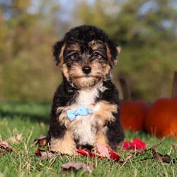 Georgie/Yorkie Poo									Puppy/Male	/12 Weeks,Meet Georgie! This adorable Morkie boy is a tiny bundle of love with a big personality! With his soft, fluffy coat and sparkling eyes, he’s impossible to resist. Georgie loves to be the center of attention and will happily follow you around, always ready for snuggles or a playful adventure. Despite his small size, he has a heart full of love and a playful spirit that will brighten your days. Whether it’s curling up in your lap, chasing his favorite toy, or giving sweet puppy kisses, Georgie knows how to melt hearts in an instant.