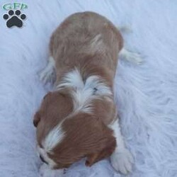 Pumpkin/Cavalier King Charles Spaniel									Puppy/Male	/8 Weeks,Our Cavaliers are loved and played with daily, all pups have been health Checked by the vet, the they are up-to date on vaccines , wormer. Our pups do come with a 1 year health guarantee. We would love if you were able to pick up your pop, but unfortunately do understand that sometimes due to schedules and distance it’s not possible, so we do offer our delivery options coast to coast just message me for a quote.
