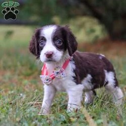 Irene/English Springer Spaniel									Puppy/Female	/9 Weeks,Hi, I’m Irene—an adorable AKC registered English Springer Spaniel puppy with a happy, playful spirit! I love wagging my tail, chasing after toys, and exploring the world around me with my curious eyes. With my soft coat and sweet personality, I’m just as good at snuggling as I am at playing. Loyal, loving, and full of charm, I can’t wait to find my forever family and fill their days with joy.