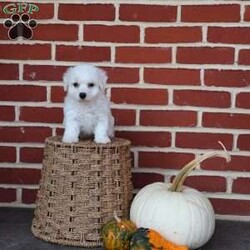 Blessing/Bichon Frise									Puppy/Female	/August 8th, 2025,True to her name, Blessing is a little bundle of joy that feels like sunshine wrapped in soft white fur. From the moment you meet her, she carries a special sparkle that lights up the room. Her big, expressive eyes seem to say, “Life is better when we’re together,” and she proves it with every wag of her tail. Blessing has a sweet, affectionate nature that makes her the perfect cuddle buddy, always ready to curl up in your lap and soak up love. She also has a playful side that will make you laugh as she prances around with her toys, as if she knows she’s the star of the show. She thrives on connection and is happiest when she’s making someone smile. Whether it’s a soft kiss on your hand, a joyful dance when you walk in the door, or the comfort of her presence after a long day, Blessing lives up to her name in every way. She’s not just a puppy—she’s a reminder that life’s greatest gifts are small, furry, and full of love.