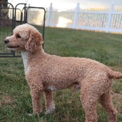 Kiva/Mini Labradoodle									Puppy/Female	/9 Weeks,Meet Kiva, a precious hypoallergenic F1bb mini labradoodle.  She is cuddly and sweet and enjoys snuggles. She has been loved and played with alot as she is family raised and enjoys being with children. She has an adorable personality,  so sweet and gentle. She comes with a clear vet check,  up to date vaccinations, and dewormed.  Her mom weighs 30 lbs. and her dad weighs 10 lbs. She will likely grow to weigh somewhere between the two. She is ready to join her new family! 