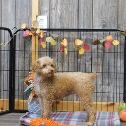 Sami/Shih-Poo									Puppy/Male	/12 Weeks,Meet Sami! This adorable Shih-Poo puppy is vet checked & up to date on shots & wormer, plus comes with a health guarantee provided by the breeder! Sami is well socialized & currently being family raised with children!