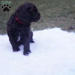 Ollie/Aussiedoodle									Puppy/Male	/10 Weeks,this beautiful Chocolate Ausiedoodle is going to be a little taller then the rest of the siblings , he loves to run play and Tussle with his siblings, would make an excellent walking/hiking partner, he is interacted with daily by kids and adults.