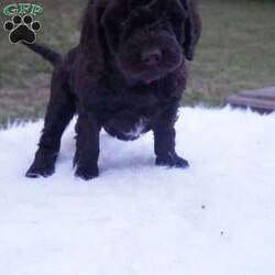 Ollie/Aussiedoodle									Puppy/Male	/10 Weeks,this beautiful Chocolate Ausiedoodle is going to be a little taller then the rest of the siblings , he loves to run play and Tussle with his siblings, would make an excellent walking/hiking partner, he is interacted with daily by kids and adults.