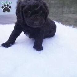 Ollie/Aussiedoodle									Puppy/Male	/10 Weeks,this beautiful Chocolate Ausiedoodle is going to be a little taller then the rest of the siblings , he loves to run play and Tussle with his siblings, would make an excellent walking/hiking partner, he is interacted with daily by kids and adults.