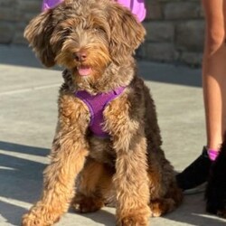 Teddy/Mini Bernedoodle									Puppy/Male	/34 Weeks,Meet Teddy! He is a very friendly chocolate  multigen- chocolate colored Bernedoodle puppy! He will only get to be around 18-22 pounds. He loves kids, is up to date on all shots and wormers. Call or text for a video or more details!