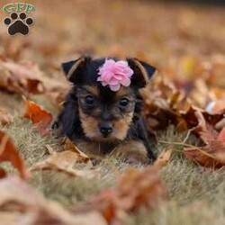Penny/Yorkie									Puppy/Female	/8 Weeks,Meet Penny, an absolutely precious little AKC Yorkie girl with a heart full of sweetness and charm! With her bright, twinkling eyes, tiny frame, and silky soft coat, she’s as adorable as can be. She loves prancing around with playful energy, chasing after toys, and showing off her spunky personality. But when she’s all tuckered out, her favorite place to be is snuggled up close, soaking in all the cuddles she can get. Full of love, joy, and sparkle, She is the kind of puppy who will instantly steal your heart.