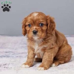 Chase/Cavalier King Charles Spaniel									Puppy/Male	/8 Weeks,Meet Chase, a sweet Cavalier King Charles Spaniel who’s ready to bring joy into your life! With his gentle nature and loving eyes, he’ll quickly become your best friend. Chase is AKC registered, vet checked, and fully up to date on all shots and vaccines, giving you peace of mind. Raised with care, he’s healthy, happy, and eager to meet his forever family. Don’t miss out; bring Chase home today and start making memories together!
