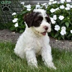 Bailey/Portuguese Water Dog									Puppy/Female	/June 29th, 2025,I would love to be your next pet. I am up to date on all shots and dewormers & im vet checked. Please contact us Monday – Saturday all Sunday calls will be returned mondays.  